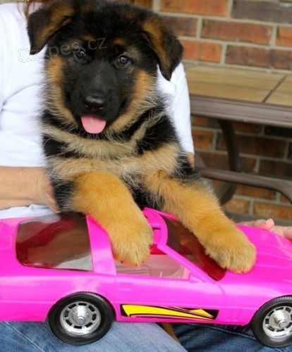 N�meck� ov��k na prodej s PP