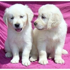 Zlat� retr�vr na prodej s PP