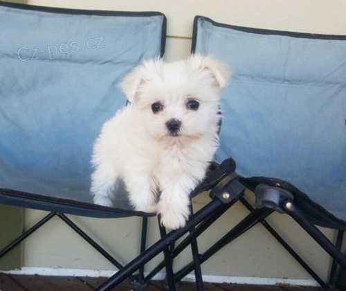 L�skav� malt�zsk� �t���tka