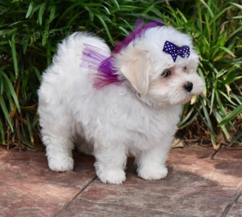  Maltsk� �t���tka