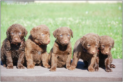 Chesapeake bay retr�vr