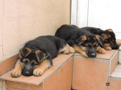 Prod�m �t��ata N�meck�ho ov��ka s PP