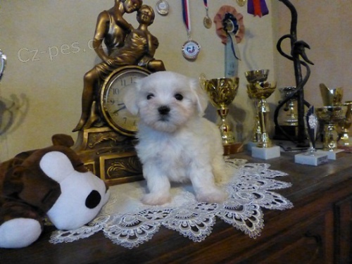 Malt�zsk� ps�k s PP