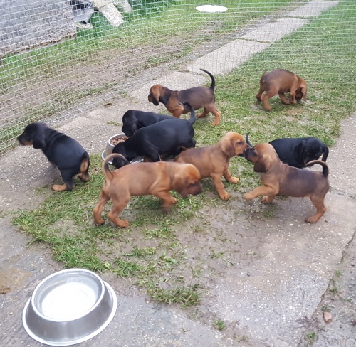 Nov� Slovensk� plemeno