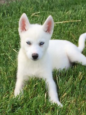 Sibi�sk� husky na prodej bez PP