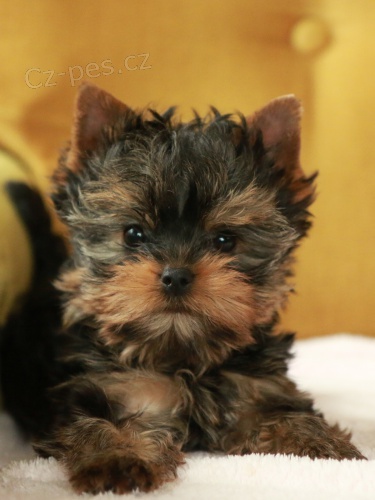 �t��ata jork��rsk�ho teri�ra