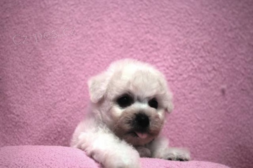 Bi�onek - Bichon Fris�
