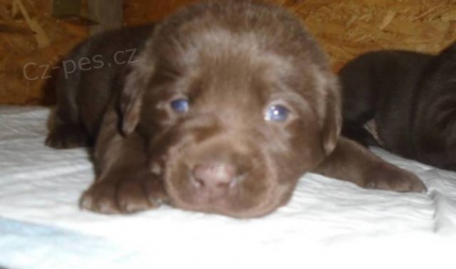 Labradorsk� retriever s PP �okol�dov�