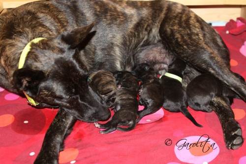 �t��ata holandsk�ho ov��ka s PP