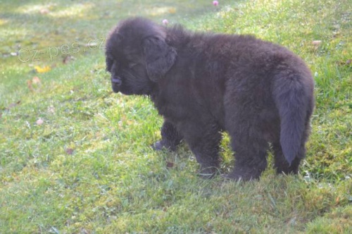 Novofundlandsk� pes