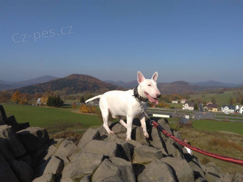 3 let� anglick� bulterier ke kryt�