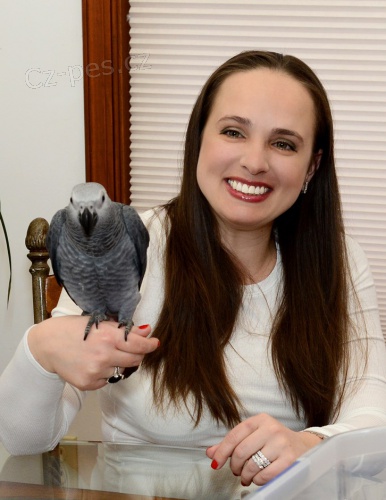  Nab�dka �ako Africk� �ed� papou�ci