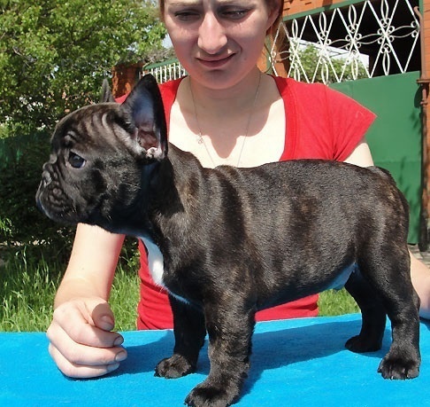 Francouzsk� buldo�ek 