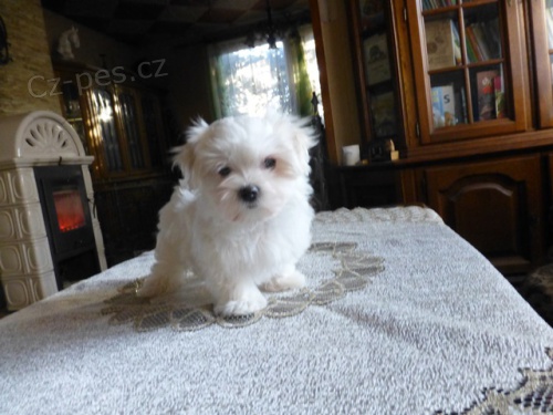 Malt�zsk� ps�k s PP