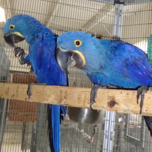 Prod�m Hyacint papou�ci 