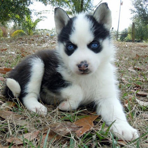 Rodokmen Blue Eyes Sibisk Husky ttka k dispozici,