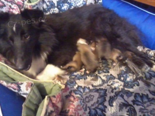 �t���tka �eltie / sheltie s PP