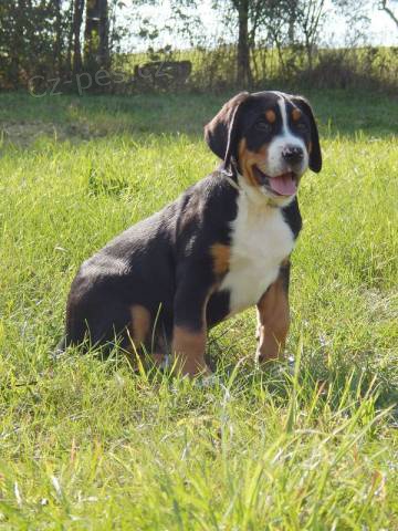 Velk� �vaj�iarsky sala�nick� pes