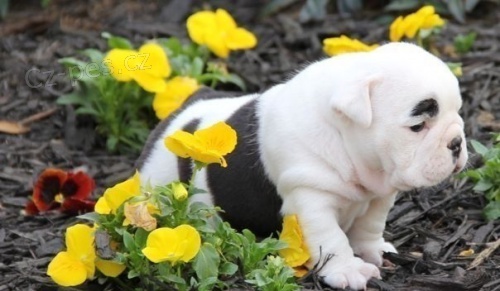 Anglick� buldok na Vianoce