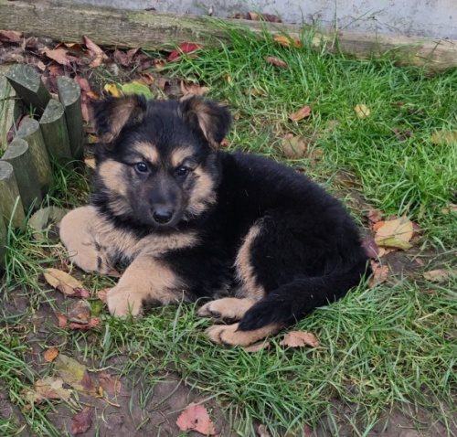 N�meck� ov��k na Vianoce