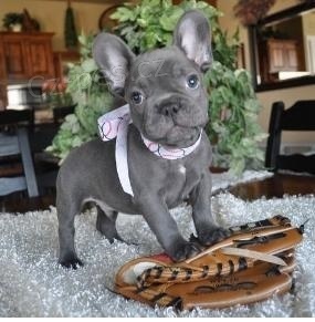 Francouzsk� buldo�ek