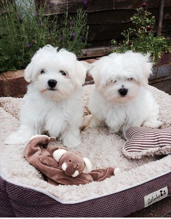 Malt�zsk� ps�k