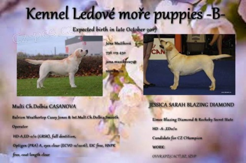 Labradorsk� retriever s PP