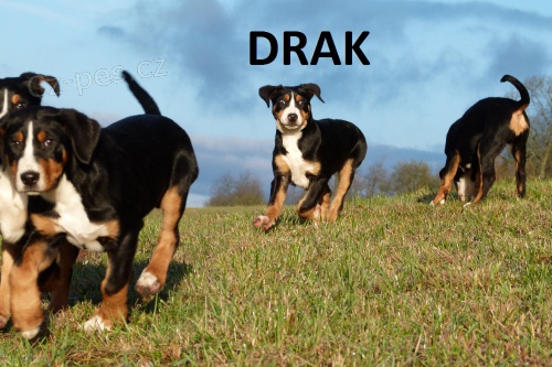 posledn� 1 hol�i�ka a 1 pejsek �V�CARSK� SALA�NICK� PES