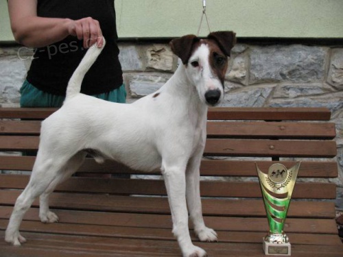 Foxterier hladkosrst�