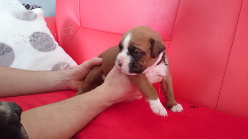 N�meck� boxer bez PP