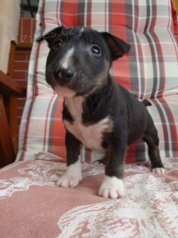 Miniaturn� Bulteri�r, Minibul�k, Min�k