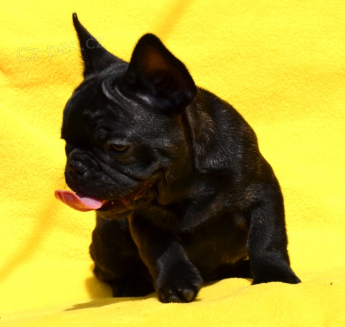 Francouzsk� buldo�ek