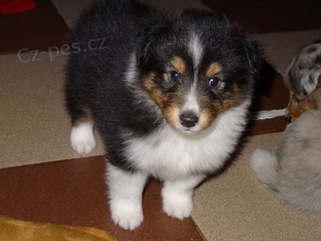 �eltie z Vesni�ky u hranic