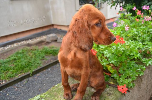 Prod�m �t��ata irsk�ho setra