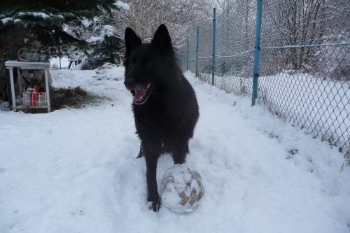 hled�m domov pro fenu n�m.ov��ka