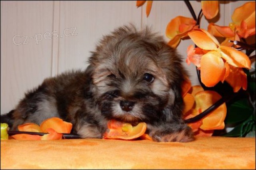 Bi�onek - Havansk� ps�k - pejsek