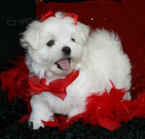 Prod�m �t���tka mini malt�z��ka, oba rodi�e m�me doma. K odb�ru ihned. Cena 2.000 K�.