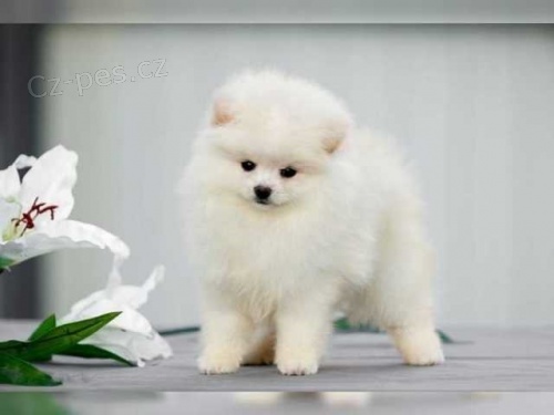 N�meck� �pic pomeranian