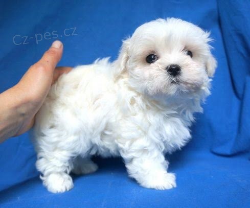 Malt�zsk� ps�k