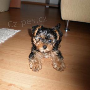 York��rsk� teri�r na prodej s PP