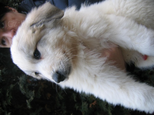 Pyrenejsk� horsk� pes - �t���tka