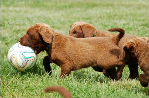 Chesapeake bay retr�vr