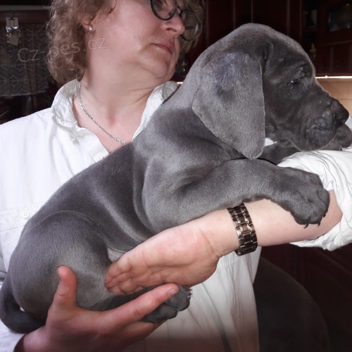 N�meck� doga modr�