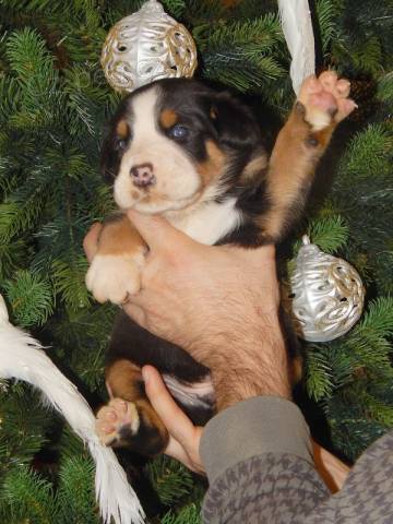 Ve�k� �vaj�iarsky sala�n�cky pes