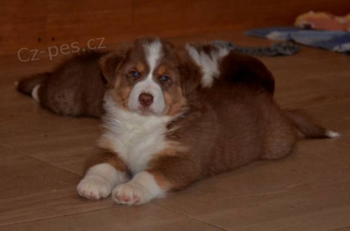 Australsk� ov��k �t��ata s PP