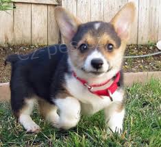 Pembroke welsh corgi �t��ata.
