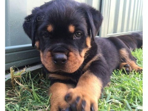 N�mec Rottweilers