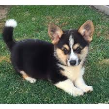Pembroke welsh corgi �t��ata