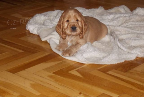 Anglick� kokr�pan�l