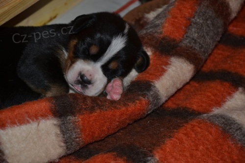 �t�n� do rodiny velk� �v�carsk� sala�n�k